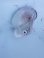 画像4: 《外洋性甲殻類》【冷凍】アオイガイ（宿殻10センチ±）…標本用 (4)