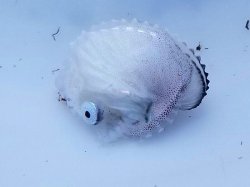 画像3: 《外洋性甲殻類》【冷凍】アオイガイ（宿殻10センチ±）…標本用