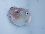 《外洋性甲殻類》【冷凍】アオイガイ（宿殻10センチ±）…標本用