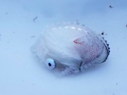 画像5: 《外洋性甲殻類》【冷凍】アオイガイ（宿殻10センチ±）…標本用