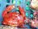 画像4: 《近海産甲殻類》ユウモンガニ…ハンドコート採取 (4)
