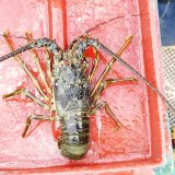 《近海産甲殻類》【珍】ケブカイセエビ（特大サイズ）…ハンドコート採取