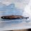 画像10: 《外洋性深海魚》【ウルトラレア】ツラナガコビトザメ属の1種(画像の個体です）20センチ±…冷凍個体
