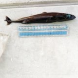 《外洋性深海魚》【ウルトラレア】ツラナガコビトザメ属の1種(画像の個体です）20センチ±…冷凍個体