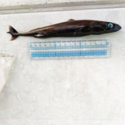画像1: 《外洋性深海魚》【ウルトラレア】ツラナガコビトザメ属の1種(画像の個体です）20センチ±…冷凍個体