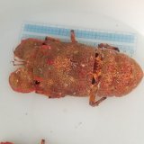 《近海産甲殻類》セミエビ(雄個体)…ハンドコート採取