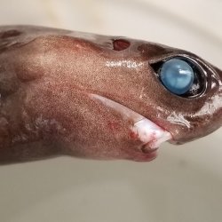 画像3: 《外洋性深海魚》☆★激レア☆★【冷凍】コヒレダルマザメ（28〜30センチ前後）…ハンドコート