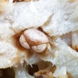 《近海産甲殻類》マルタマオウギガニS(画像の個体です)…ハンドコート採取