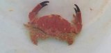 《近海産甲殻類》ケブカアワツブガニ(画像の個体です)…ハンドコート採取