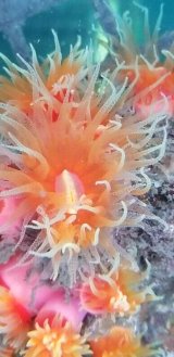《近海産海洋生物類》オオエダキサンゴ（珍色）…長期間育成個体