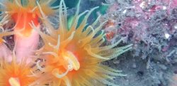 画像1: 《近海産海洋生物類》オオエダキサンゴ…長期間育成個体