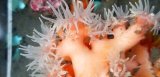 《近海産海洋生物類》ボシュマキサンゴ…長期間育成個体