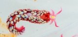 《近海産海洋生物》ツツイシミノウミウシ…当店ハンドコート採取