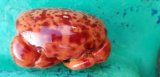 《近海産甲殻類》ユウモンガニ…ハンドコート採取