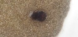 画像4: 《近海産甲殻類》ヒメダンゴイカ…ハンドコート採取