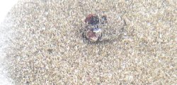 画像3: 《近海産甲殻類》ヒメダンゴイカ…ハンドコート採取
