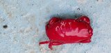 《近海産甲殻類》☆★鮮やか☆★ベニオウギガニ…当店ハンドコート採取