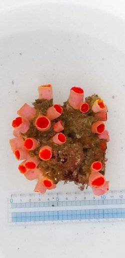 画像5: 《近海産海洋生物類》オオエダキサンゴ…長期間育成個体