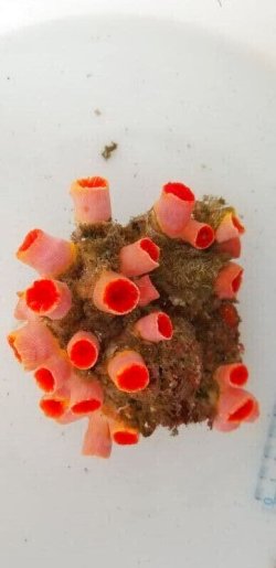 画像2: 《近海産海洋生物類》オオエダキサンゴ…長期間育成個体