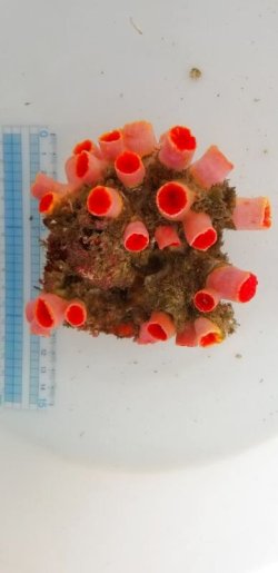画像4: 《近海産海洋生物類》オオエダキサンゴ…長期間育成個体