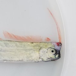 画像2: 《近海産外洋性深海魚》☆★激レア☆★冷凍アカナマダ（30センチ前後）‥画像の個体です