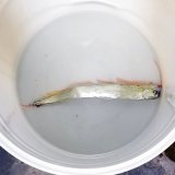 《近海産外洋性深海魚》☆★激レア☆★冷凍アカナマダ（30センチ前後）‥画像の個体です