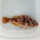 《近海産海水魚》ブダイ（Mサイズ）…当店ハンドコート採取
