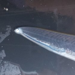 画像4: 《近海産海水魚冷凍個体》レプトケファルス(冷凍個体)‥18センチ±