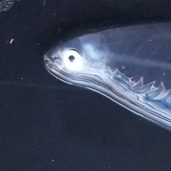 画像2: 《近海産海水魚冷凍個体》レプトケファルス(冷凍個体)‥18センチ±