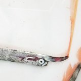 《近海産外洋性深海魚》☆★ウルトラレア☆★冷凍テングノタチ（60センチ前後）‥画像の個体です