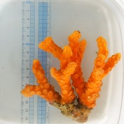 画像2: 《近海産海洋生物類》☆★☆オノミチキサンゴ（2Lサイズ）…ハンドコート採取