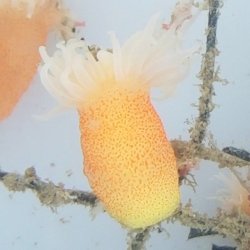 画像5: 《近海産海洋生物》カワリギンチャク（3匹セット）…ハンドコート採取