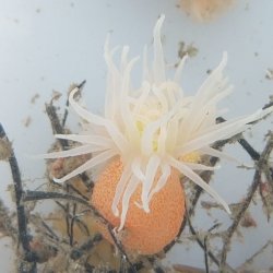 画像6: 《近海産海洋生物》カワリギンチャク（3匹セット）…ハンドコート採取
