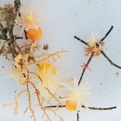 画像2: 《近海産海洋生物》カワリギンチャク（3匹セット）…ハンドコート採取