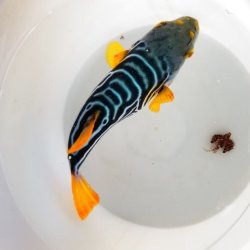 画像2: 《近海産海水魚》☆★綺麗☆★シマフグ（Lサイズ）‥ハンドコート採取