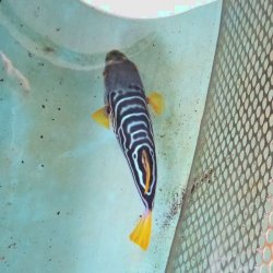 画像6: 《近海産海水魚》☆★綺麗☆★シマフグ（Lサイズ）‥ハンドコート採取