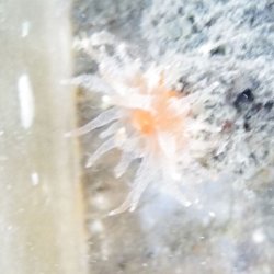 画像1: 《近海産海洋生物》タコアシサンゴの仲間（ニイノタコアシサンゴ？）…ハンドコート採取