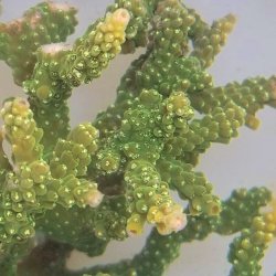 画像2: 《近海産海洋生物》ミドリイシ（スーパーグリーン）