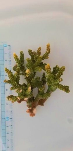 画像9: 《近海産海洋生物》ミドリイシ（スーパーグリーン）