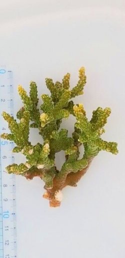 画像4: 《近海産海洋生物》ミドリイシ（スーパーグリーン）