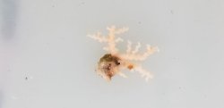 画像1: 《近海産海洋生物》サンゴモドキ（珍色）…ハンドコート採取