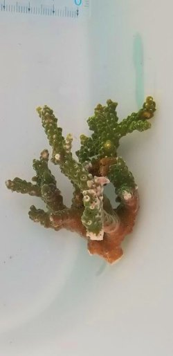 画像6: 《近海産海洋生物》ミドリイシ（スーパーグリーン）