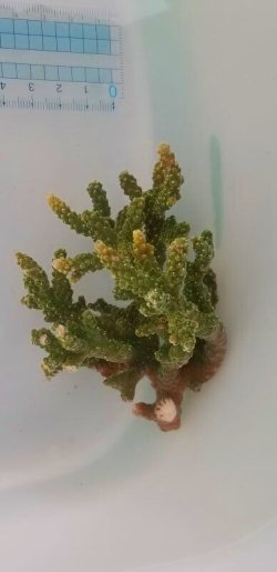 画像8: 《近海産海洋生物》ミドリイシ（スーパーグリーン）