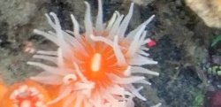 画像1: 《近海産海洋生物類》シロバナキサンゴ（画像の個体です）