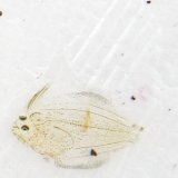 《近海産海水魚》カレイ目の幼稚魚(1匹)…当店ハンドコート採取