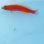画像2: 《近海産海水魚》ホシササノハベラ幼魚…当店ハンドコート採取 (2)