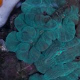 《近海産海洋生物》ハナガタサンゴ（3Lサイズ）・・海上生け簀育成（約11か月）個体