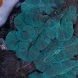 画像1: 《近海産海洋生物》ハナガタサンゴ（3Lサイズ）・・海上生け簀育成（約11か月）個体
