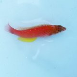 《近海産海水魚》ホシササノハベラ幼魚…当店ハンドコート採取