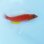 画像1: 《近海産海水魚》ホシササノハベラ幼魚…当店ハンドコート採取 (1)